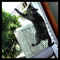 I like to climb the screen door!