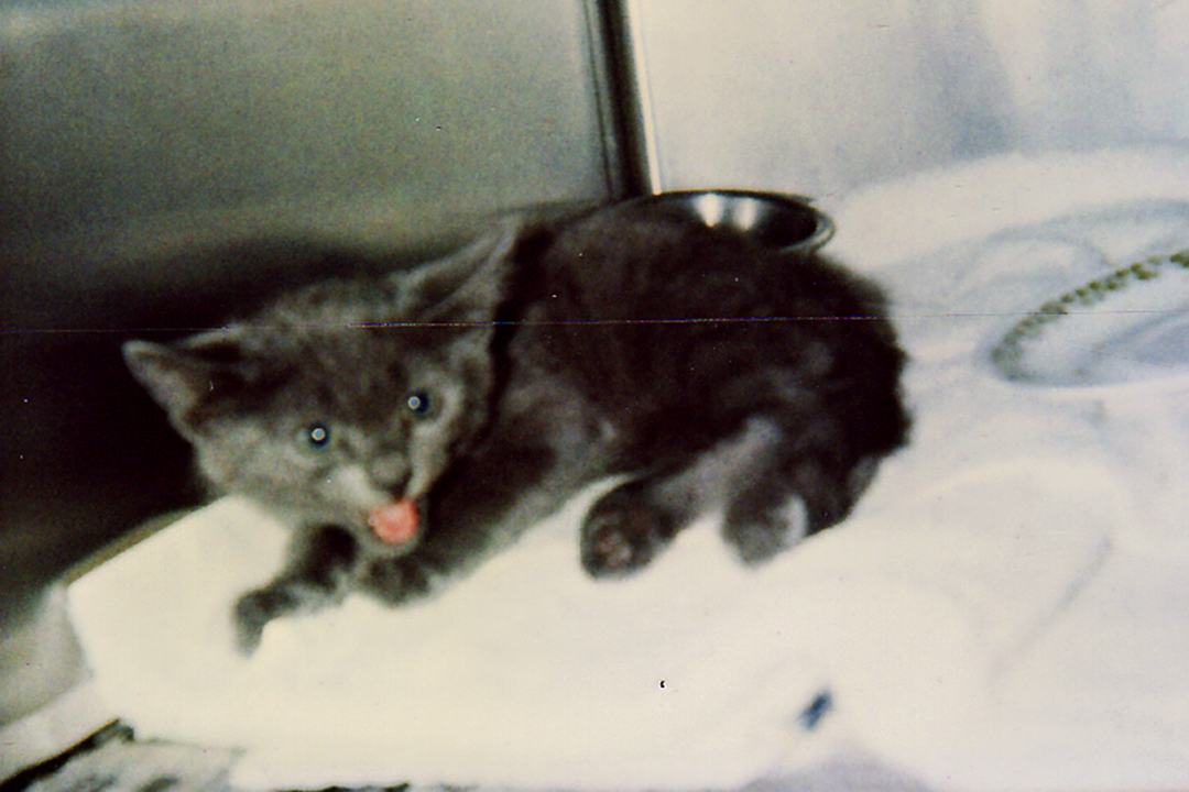 lgg_scrapbook_002