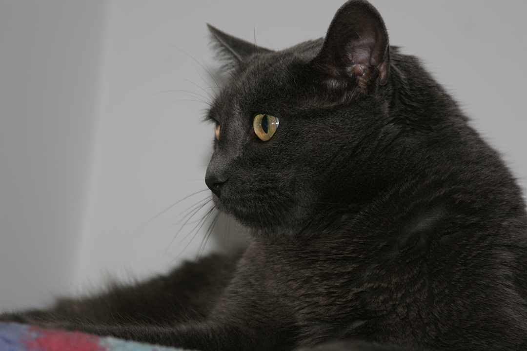 lgg_scrapbook_059