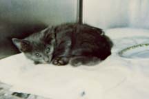lgg_scrapbook_001