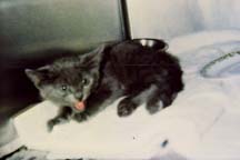lgg_scrapbook_002