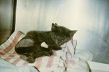 lgg_scrapbook_003