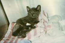 lgg_scrapbook_004